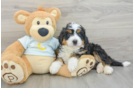 Mini Bernedoodle Pup Being Cute
