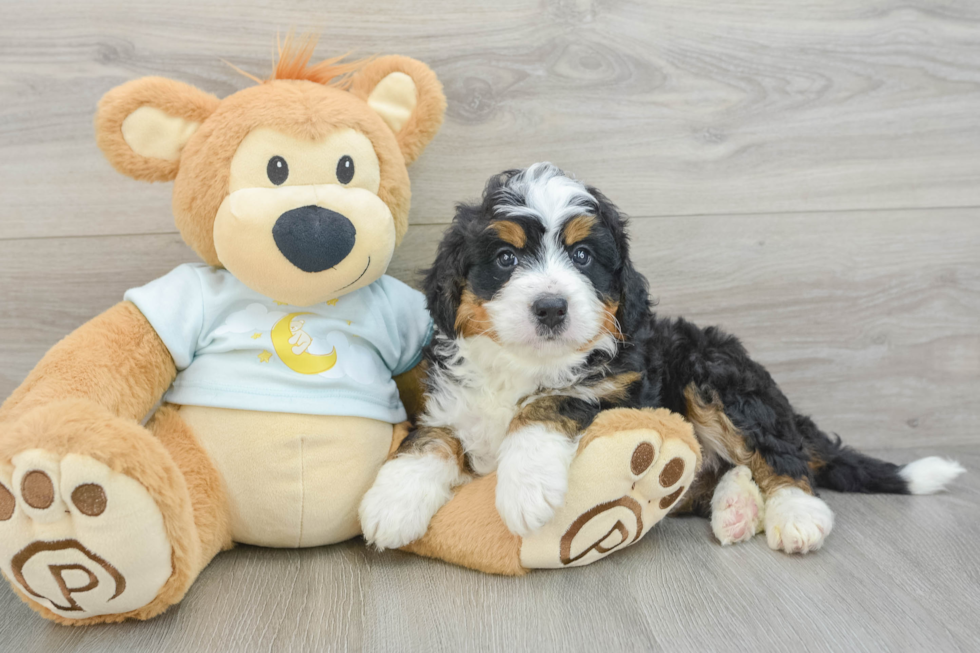 Mini Bernedoodle Pup Being Cute