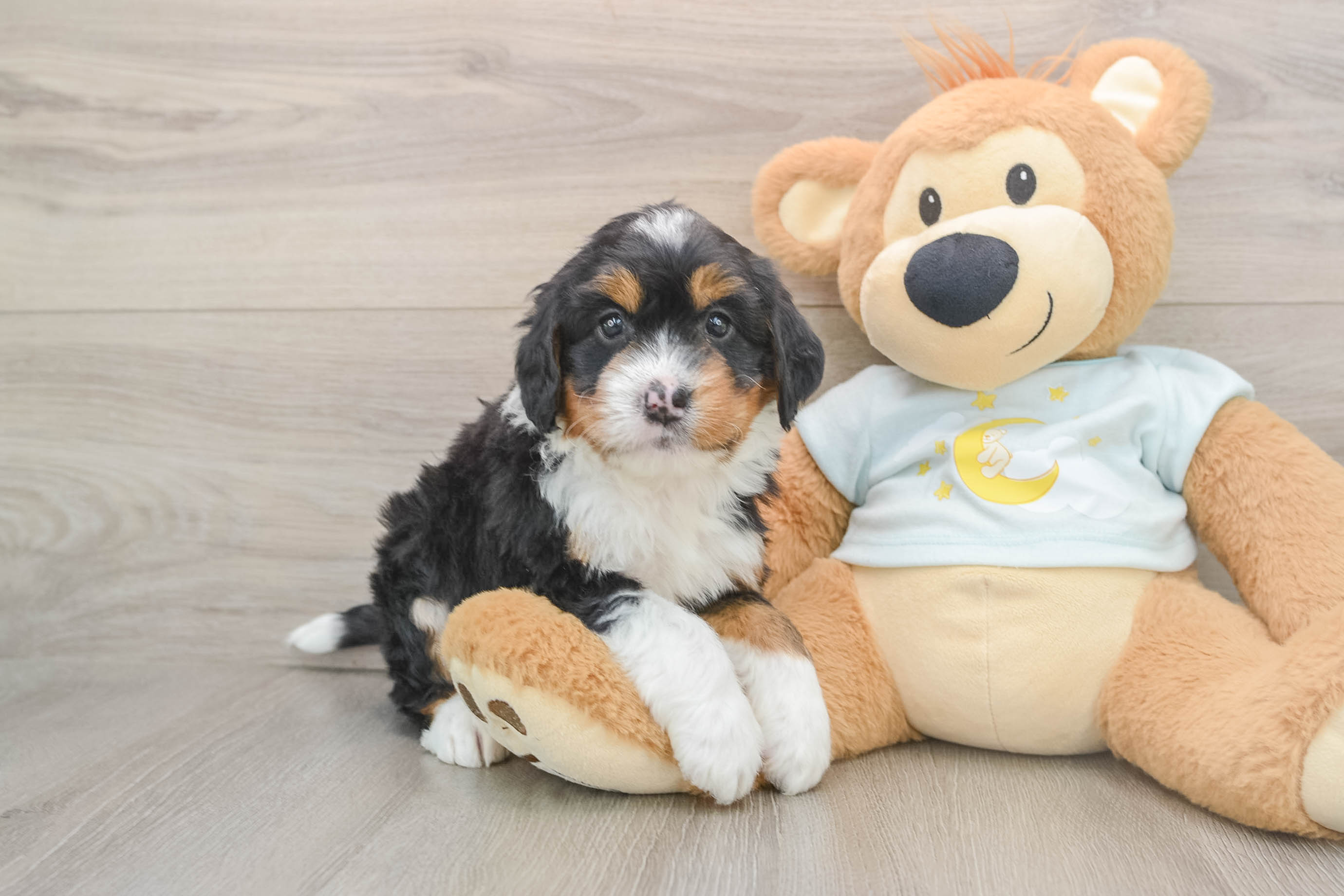 Adorable Mini Bernese Poodle Poodle Mix Puppy