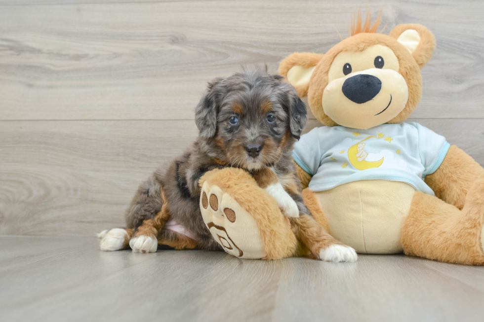 Best Mini Bernedoodle Baby