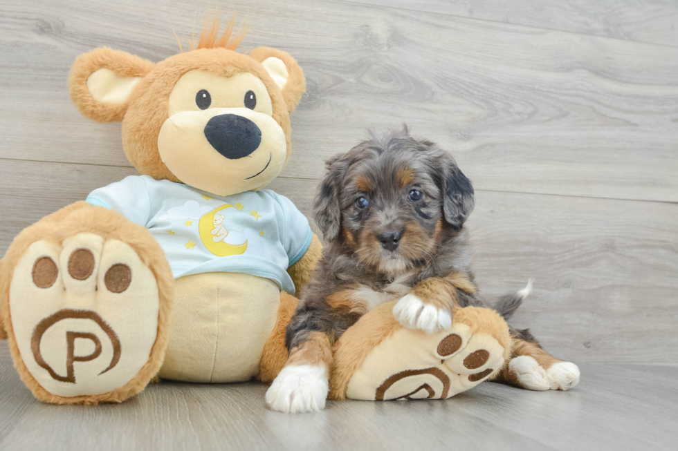 Fluffy Mini Bernedoodle Poodle Mix Pup