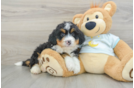 Best Mini Bernedoodle Baby