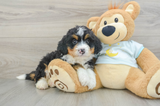 Best Mini Bernedoodle Baby