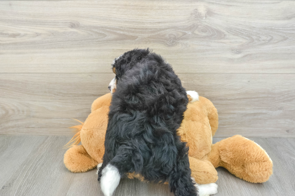 Happy Mini Bernedoodle Baby