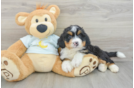Energetic Mini Bernepoo Poodle Mix Puppy