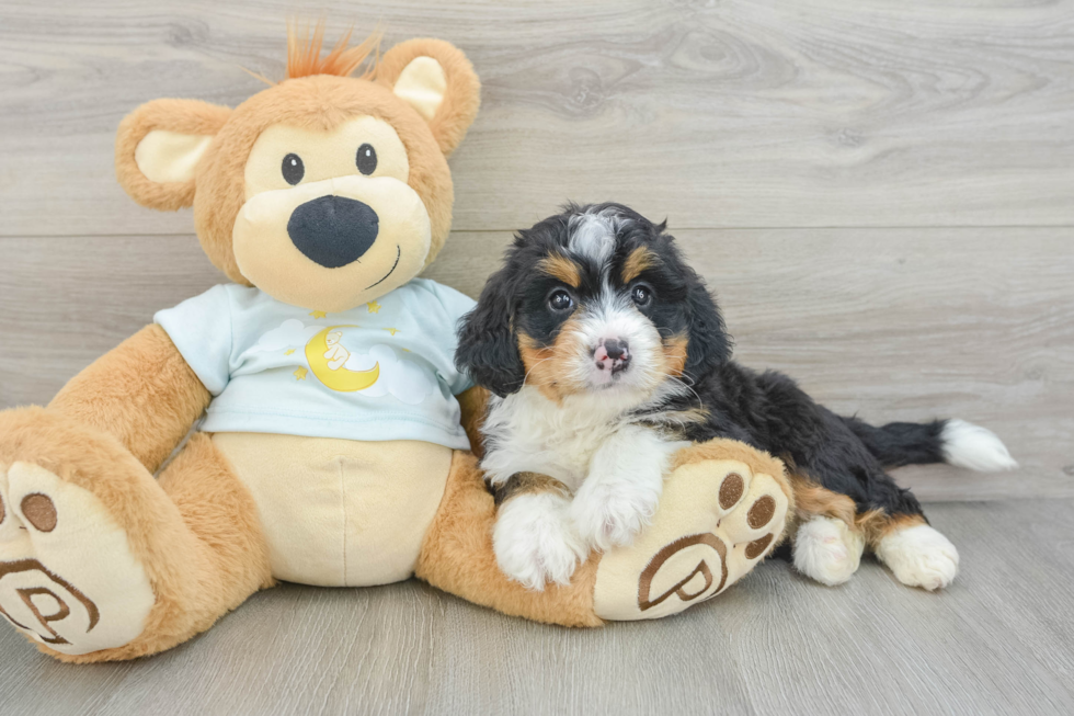 Energetic Mini Bernepoo Poodle Mix Puppy