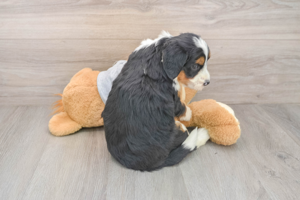Mini Bernedoodle Pup Being Cute