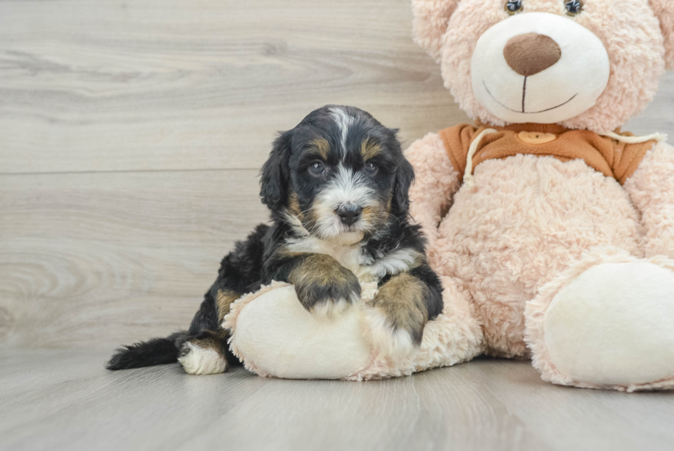 Sweet Mini Bernedoodle Baby