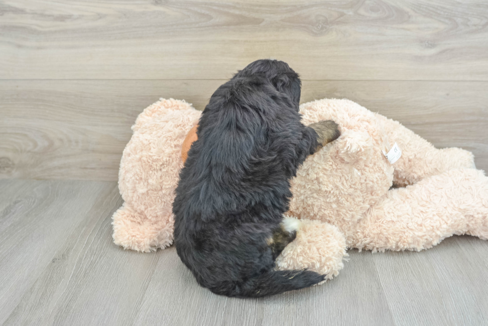 Mini Bernedoodle Puppy for Adoption