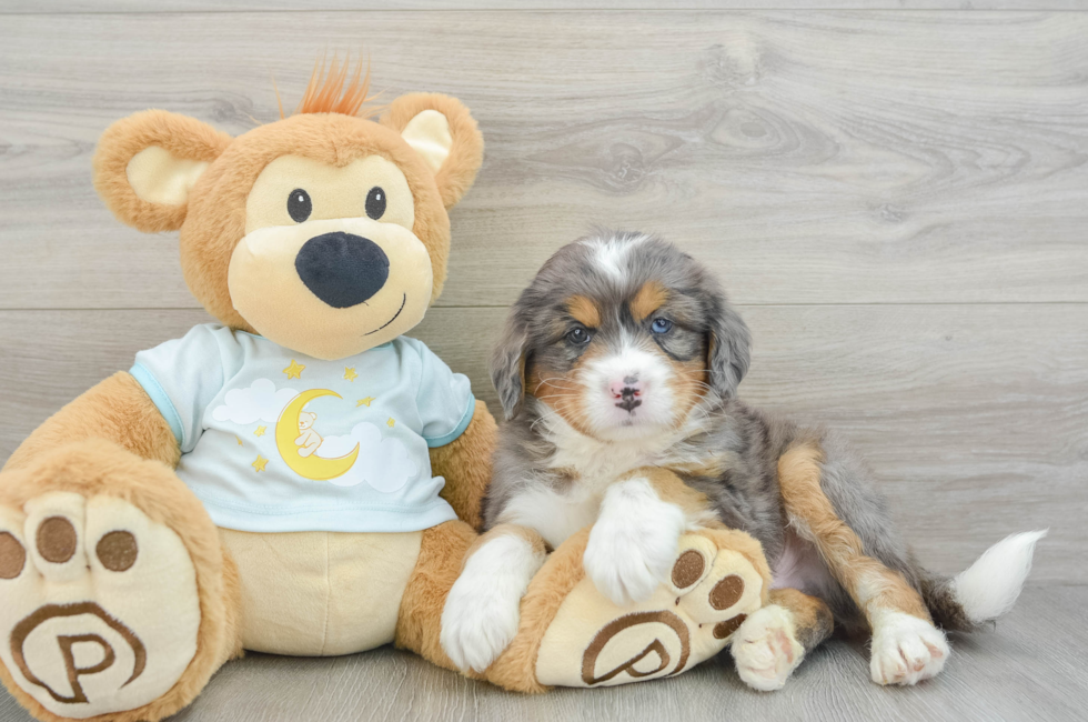 5 week old Mini Bernedoodle Puppy For Sale - Lone Star Pups