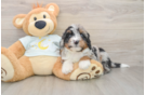 Best Mini Bernedoodle Baby