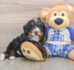 7 week old Mini Bernedoodle Puppy For Sale - Lone Star Pups