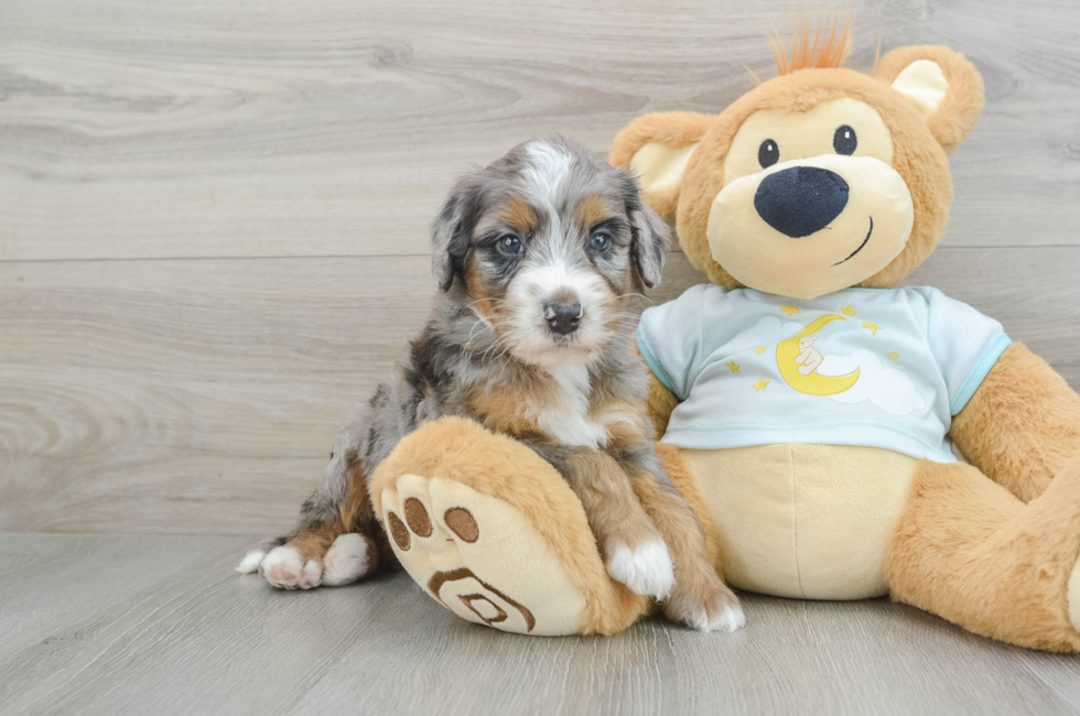 5 week old Mini Bernedoodle Puppy For Sale - Lone Star Pups