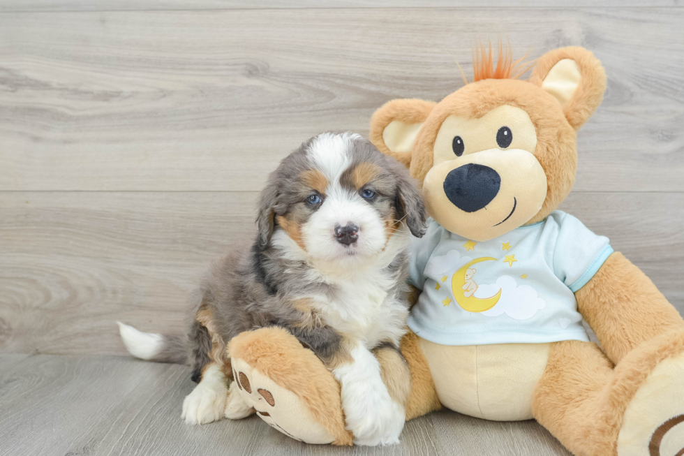 Mini Bernedoodle Pup Being Cute