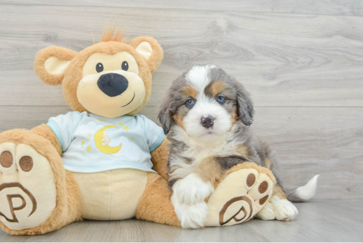 Mini Bernedoodle Pup Being Cute