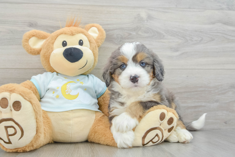 Mini Bernedoodle Pup Being Cute