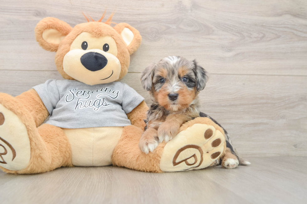 Best Mini Bernedoodle Baby