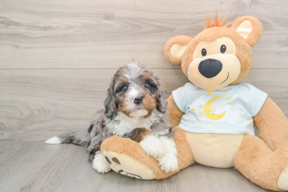 Fluffy Mini Bernedoodle Poodle Mix Pup