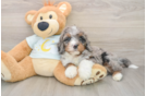 Energetic Mini Bernadoodle Poodle Mix Puppy