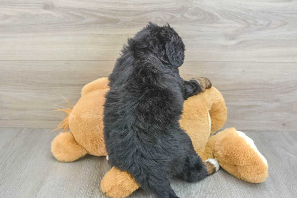 Hypoallergenic Mini Berniedoodle Poodle Mix Puppy