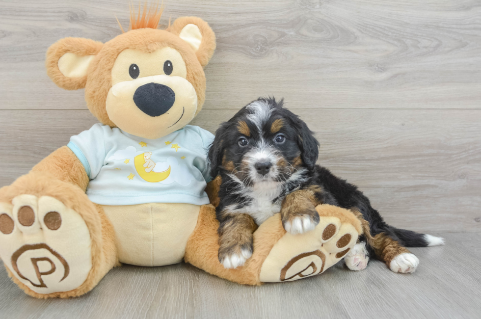 5 week old Mini Bernedoodle Puppy For Sale - Lone Star Pups