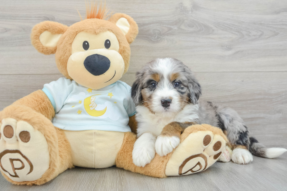 Mini Bernedoodle Pup Being Cute