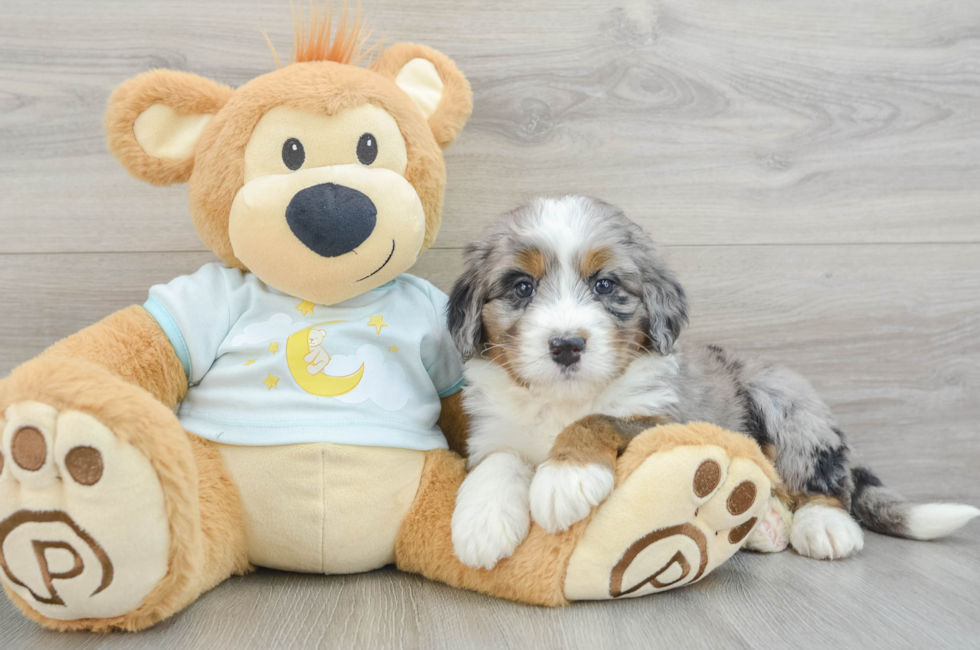 5 week old Mini Bernedoodle Puppy For Sale - Lone Star Pups