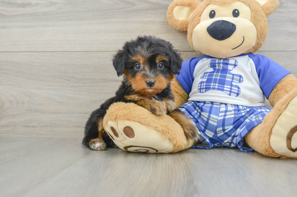 7 week old Mini Bernedoodle Puppy For Sale - Lone Star Pups