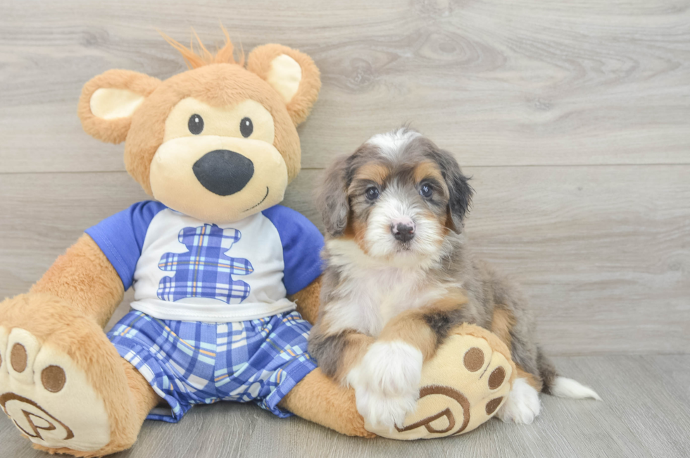 5 week old Mini Bernedoodle Puppy For Sale - Lone Star Pups