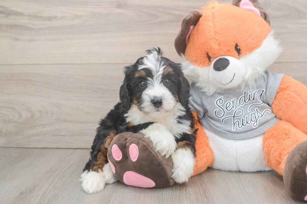 7 week old Mini Bernedoodle Puppy For Sale - Lone Star Pups