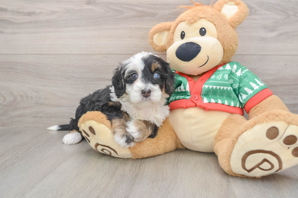 5 week old Mini Bernedoodle Puppy For Sale - Lone Star Pups