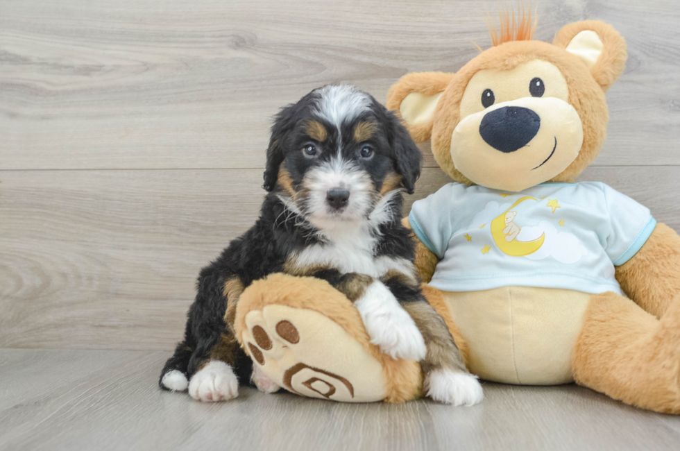 5 week old Mini Bernedoodle Puppy For Sale - Lone Star Pups