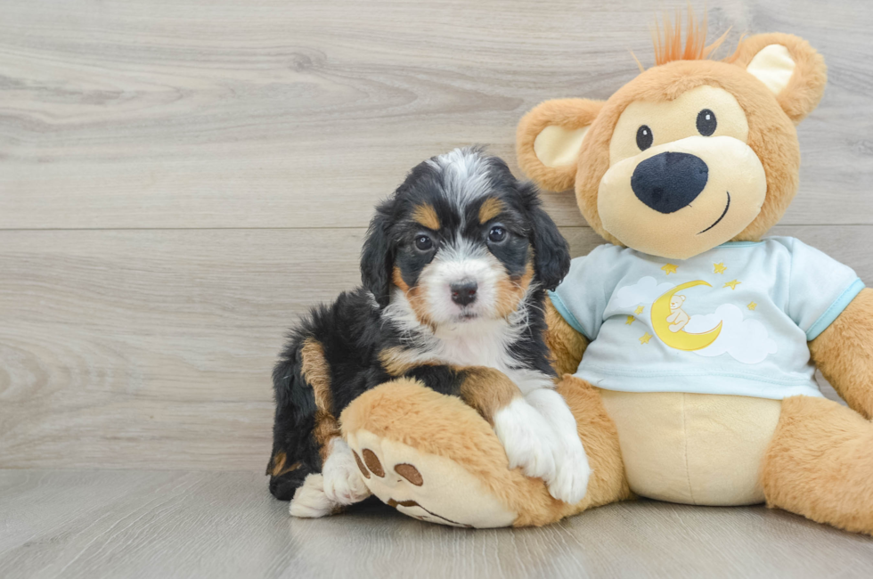 5 week old Mini Bernedoodle Puppy For Sale - Lone Star Pups