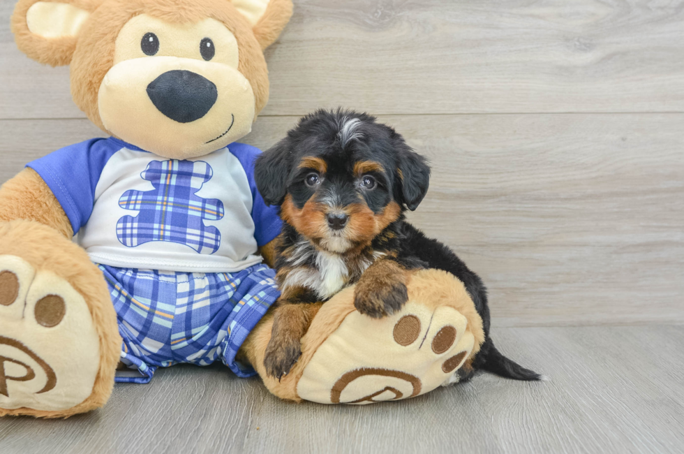 7 week old Mini Bernedoodle Puppy For Sale - Lone Star Pups