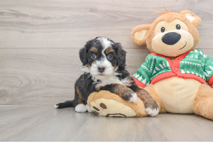 Funny Mini Bernedoodle Poodle Mix Pup