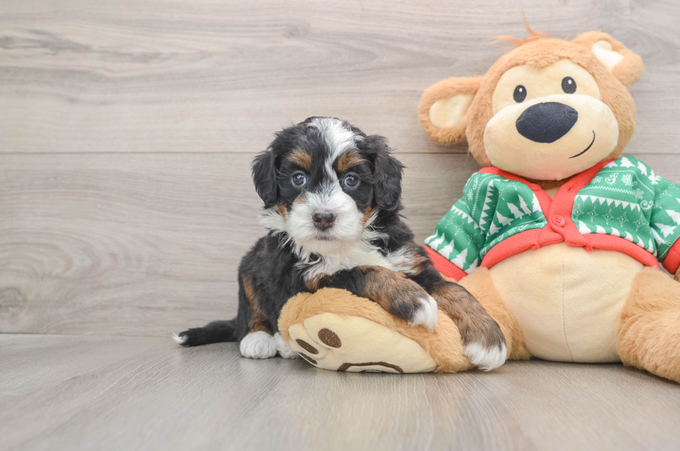 5 week old Mini Bernedoodle Puppy For Sale - Lone Star Pups