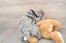 Mini Bernedoodle Puppy for Adoption