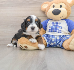 7 week old Mini Bernedoodle Puppy For Sale - Lone Star Pups