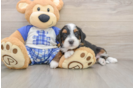 Funny Mini Bernedoodle Poodle Mix Pup