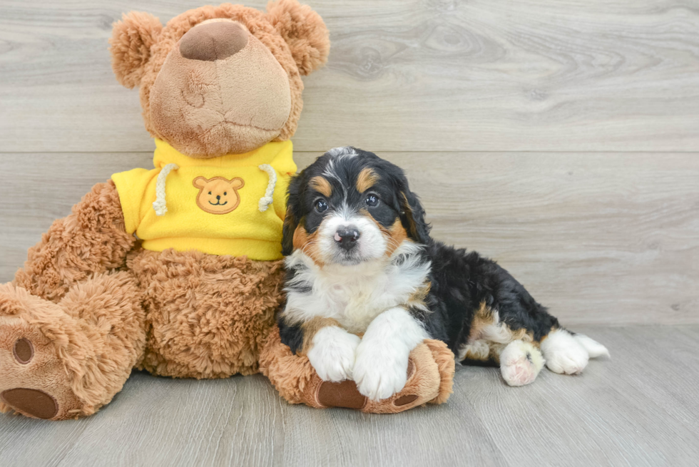 Sweet Mini Bernedoodle Baby