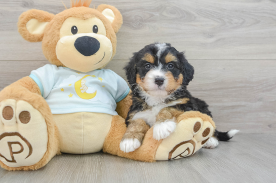 Fluffy Mini Bernedoodle Poodle Mix Pup