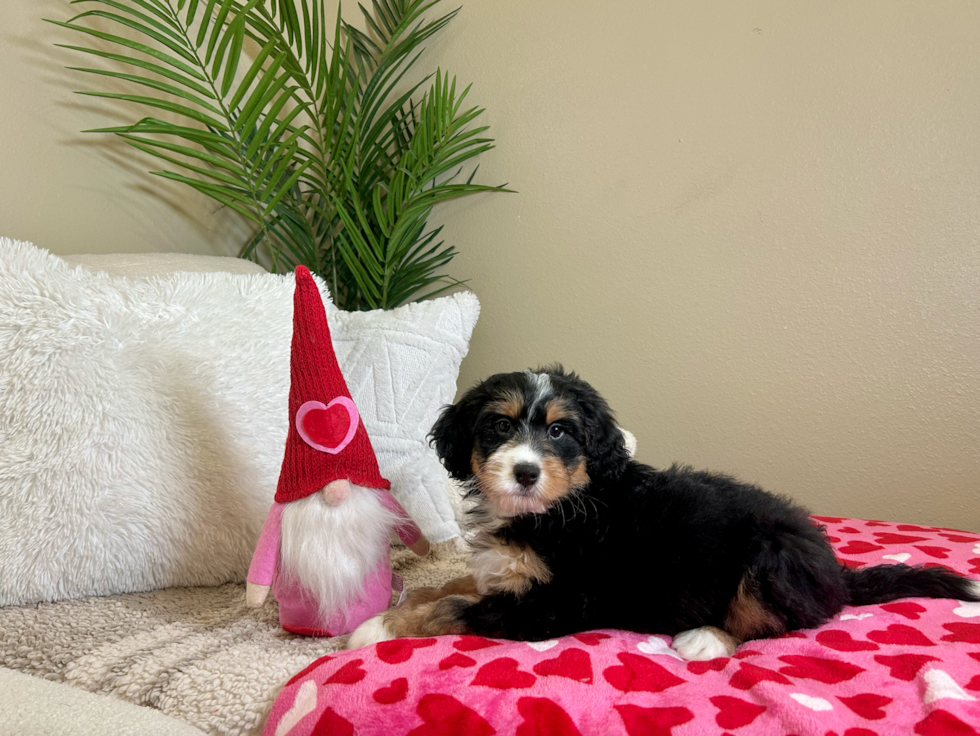 Cute Mini Bernedoodle Poodle Mix Pup