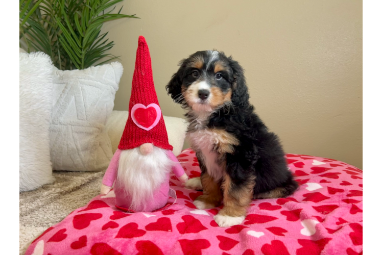 Best Mini Bernedoodle Baby