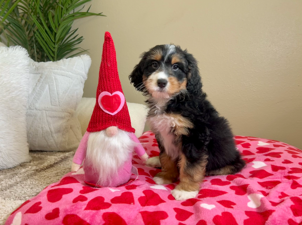 Best Mini Bernedoodle Baby