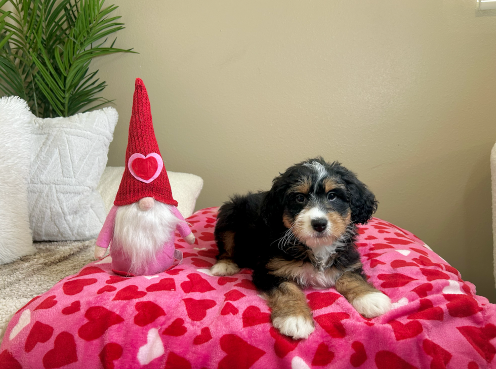 Cute Mini Bernedoodle Baby