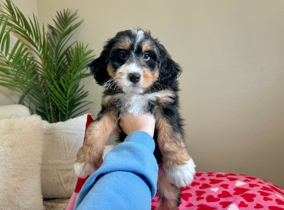 Mini Bernedoodle Pup Being Cute