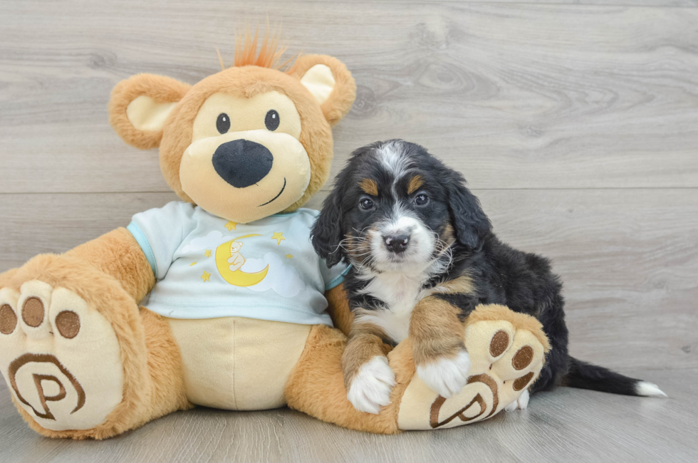 5 week old Mini Bernedoodle Puppy For Sale - Lone Star Pups