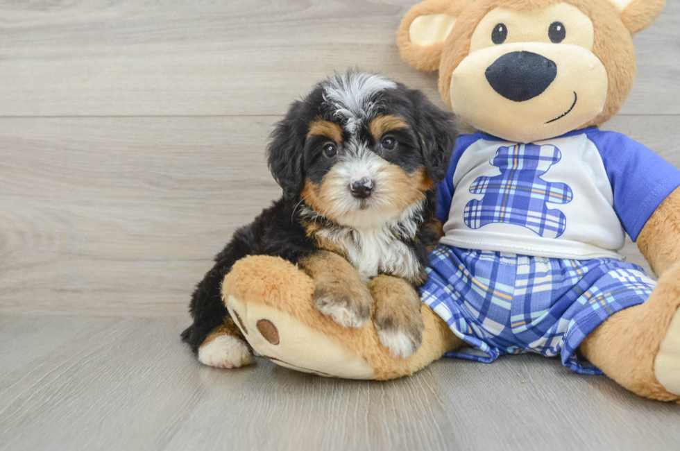 7 week old Mini Bernedoodle Puppy For Sale - Lone Star Pups