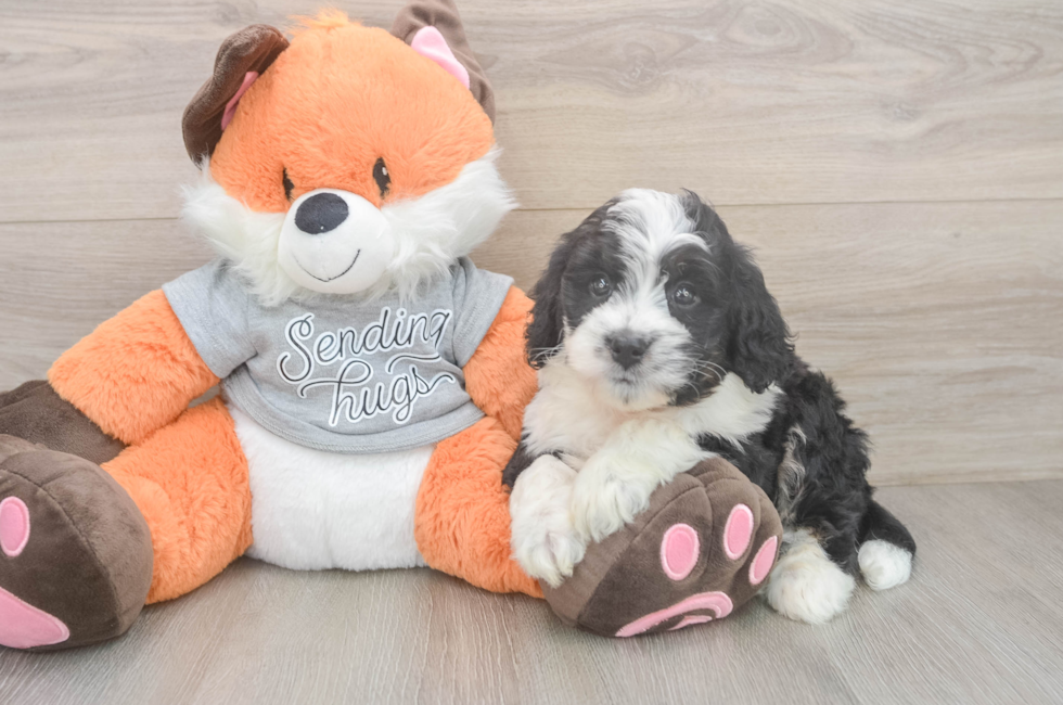 6 week old Mini Bernedoodle Puppy For Sale - Lone Star Pups