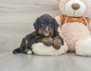 7 week old Mini Bernedoodle Puppy For Sale - Lone Star Pups